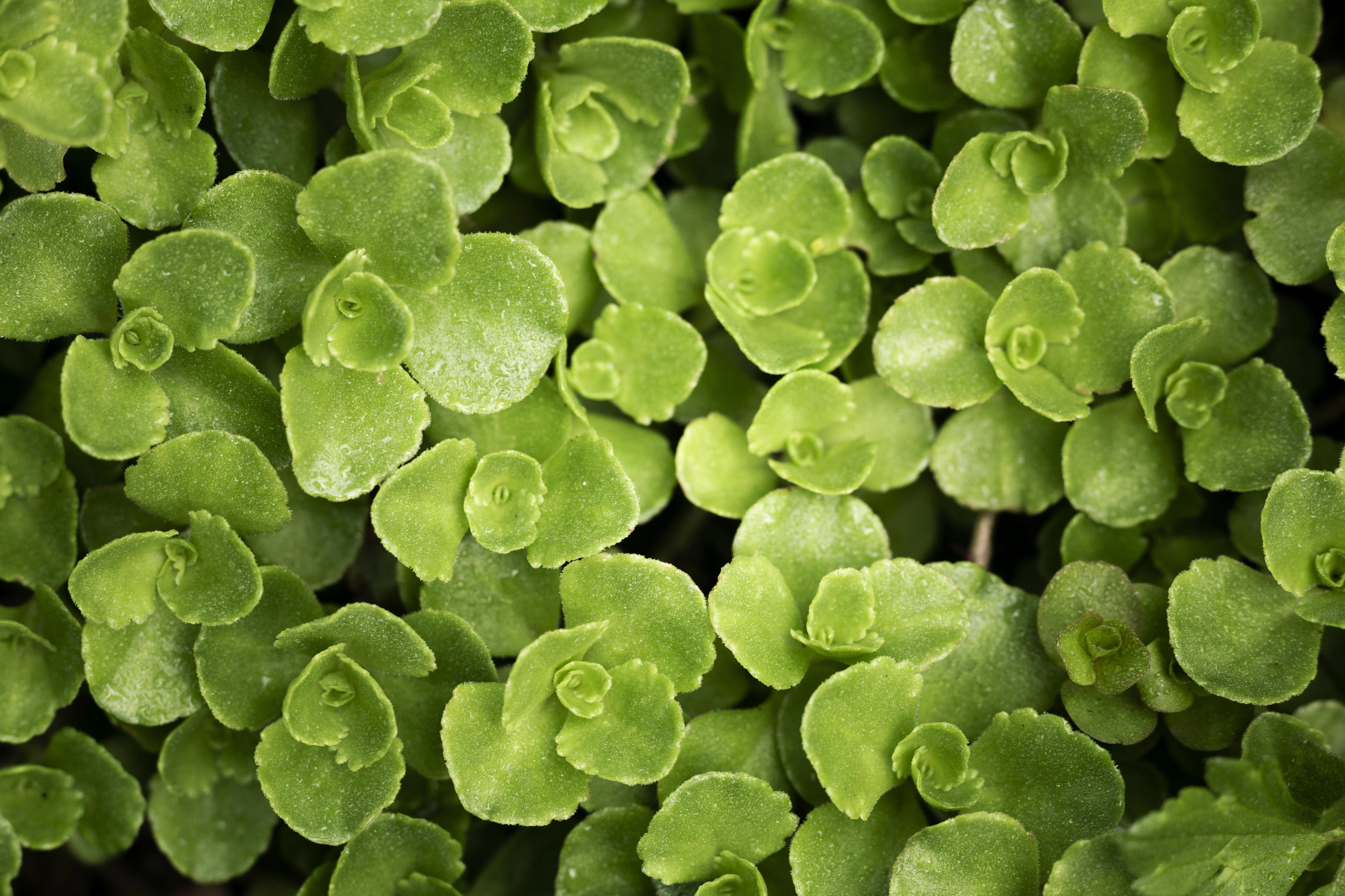 Bacopa monnieri, the source of Bacolive Bacopa Extract